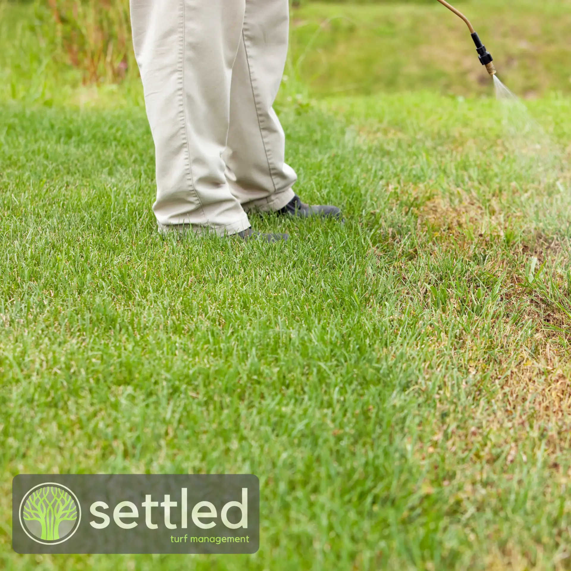 Common weeds in a lawn